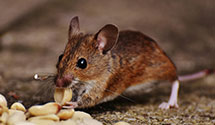 Find Exterminators in Mcculloch County